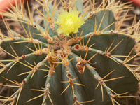 Ferocactus glaucescens